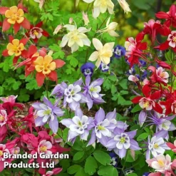 Aquilegia Caerulea 'Mrs Scott-Elliott' (Garden Ready) -Deals Petal Via Store 74426 AQUI MRSSCOELL1