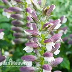 Acanthus Mollis -Deals Petal Via Store ACAN V61154 C