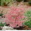 Acer Palmatum 'Taylor'