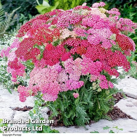 Achillea Millefolium 'Summer Pastels' 1 Achillea Millefolium 'Summer Pastels'