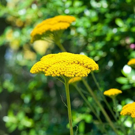 Achillea Filipendulina 'Cloth Of Gold' 1 Achillea Filipendulina 'Cloth Of Gold'