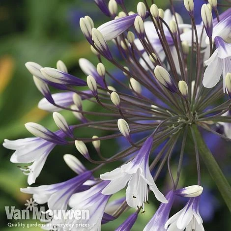 Agapanthus 'Fireworks' 2 Agapanthus 'Fireworks' - Image 2