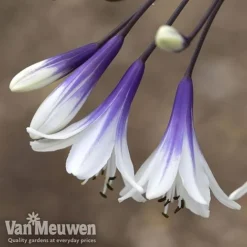 Agapanthus 'Fireworks' 12 Agapanthus 'Fireworks' -Deals Petal Via Store AGA FIRE B