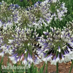 Agapanthus 'Fireworks' 13 Agapanthus 'Fireworks' -Deals Petal Via Store AGA FIRE C
