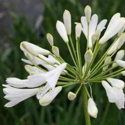 Agapanthus Africanus 'Albus'