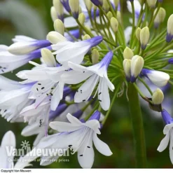 Agapanthus 'Twister' -Deals Petal Via Store AGAP V63766 D