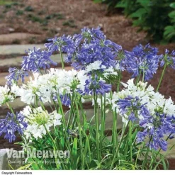 Agapanthus 'Ever Sapphire' -Deals Petal Via Store AGAP VKA3940 B
