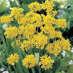 Bumper Spring Bulb Collection 11 Bumper Spring Bulb Collection -Deals Petal Via Store ALLI T11408 A h