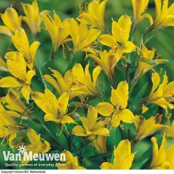 Alstroemeria 'Sweet Laura' -Deals Petal Via Store ALST 61567 B