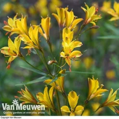 Alstroemeria 'Sweet Laura' -Deals Petal Via Store ALST 61567 D