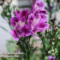Alstroemeria 'Butterfly Hybrids' -Deals Petal Via Store ALST BUTTERHYB L39298