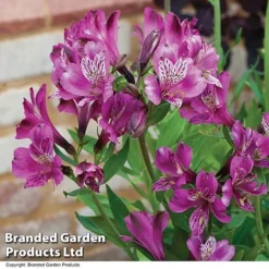 Alstroemeria 'Butterfly Hybrids' -Deals Petal Via Store ALST BUTTERHYB T19298