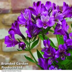 Alstroemeria 'Butterfly Hybrids' -Deals Petal Via Store ALST BUTTERHYB T19299