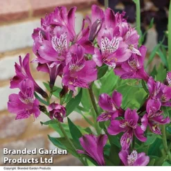 Alstroemeria 'Butterfly Hybrids' -Deals Petal Via Store ALST BUTTERHYB T19348