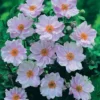 Anemone Hybrida 'Queen Charlotte'