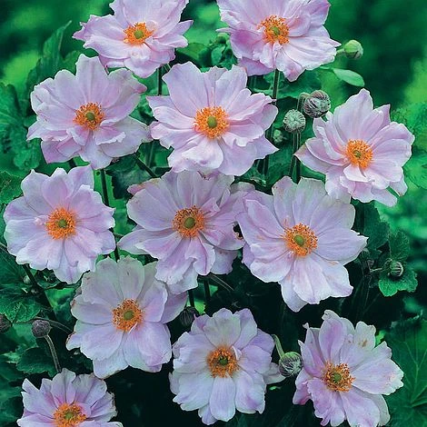 Anemone Hybrida 'Queen Charlotte' 1 Anemone Hybrida 'Queen Charlotte'