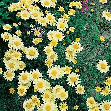 Anthemis Tinctoria 'E.C. Buxton' 1 Anthemis Tinctoria 'E.C. Buxton'