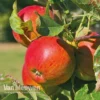 Apple 'Braeburn'