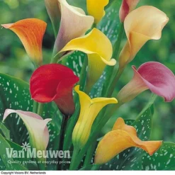Calla Lily 'Spectrum Mix' 3 Calla Lily 'Spectrum Mix' -Deals Petal Via Store ARUM V48756P B
