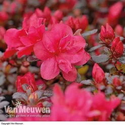 Azalea 'Dwarf Collection' -Deals Petal Via Store AZAL V53136 B