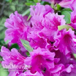 Azalea 'Dwarf Collection' -Deals Petal Via Store AZAL V53136 D