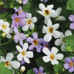 Bacopa Collection