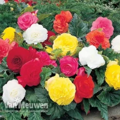 Begonia 'Double Flowered Mixed' -Deals Petal Via Store BEGO 12544 A