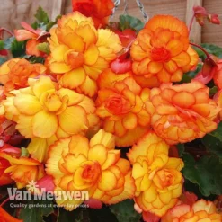 Begonia 'Cascading Fireball' -Deals Petal Via Store BEGO 69301 C
