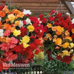 Begonia 'Illumination Mixed' 12 Begonia 'Illumination Mixed' -Deals Petal Via Store BEGO P86758 B