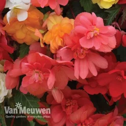 Begonia 'Illumination Mixed' 13 Begonia 'Illumination Mixed' -Deals Petal Via Store BEGO P86758 C