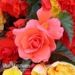 Begonia 'Illumination Mixed' 17 Begonia 'Illumination Mixed' -Deals Petal Via Store BEGO P86758 D