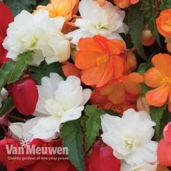 Begonia 'Illumination Mixed' 18 Begonia 'Illumination Mixed' -Deals Petal Via Store BEGO P86758 E