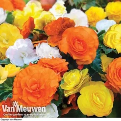 Begonia 'Nonstop Citrus Mix' -Deals Petal Via Store BEGO V48976 A