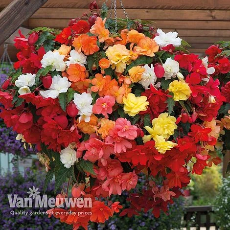 Begonia 'Illumination Mixed' 1 Begonia 'Illumination Mixed'
