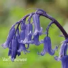 English Bluebells