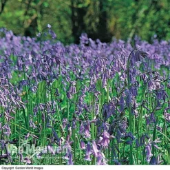 English Bluebells -Deals Petal Via Store BLUE 26750 D