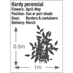 Brunnera Macrophylla 'Jack Frost' -Deals Petal Via Store BRUN V58776 B h