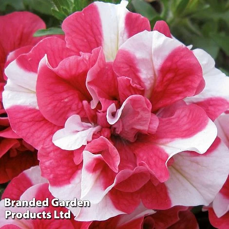 Petunia 'Cherry Ripple' (Tumbelina Series) 2 Petunia 'Cherry Ripple' (Tumbelina Series) - Image 2