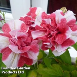 Petunia 'Cherry Ripple' (Tumbelina Series) 7 Petunia 'Cherry Ripple' (Tumbelina Series) -Deals Petal Via Store BrandedGP Copyright Image cherry3