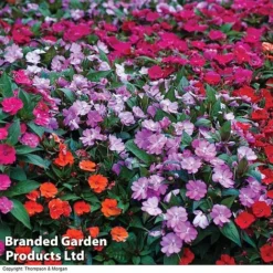 Nurseryman’s Choice Summer Favourites -Deals Petal Via Store BrandedGP Copyright Image impa