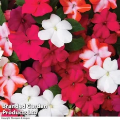 Nurseryman’s Choice Summer Favourites -Deals Petal Via Store BrandedGP Copyright Image red impa