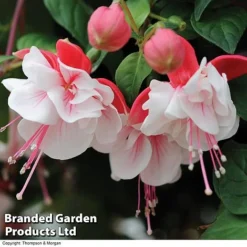 Fuchsia 'Swingtime' -Deals Petal Via Store BrandedGP Copyright Image swingtime3