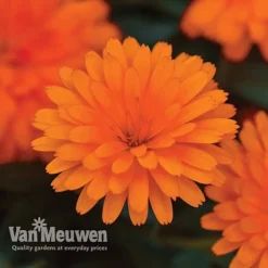 Calendula 'Power Daisy' Collection -Deals Petal Via Store CALE VKA1013 C