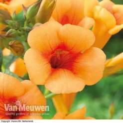 Campsis X Tagliabuana 'Indian Summer' -Deals Petal Via Store CAMP V63780 F