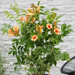 Campsis X Tagliabuana 'Indian Summer' -Deals Petal Via Store CAMP V63780 c