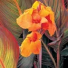 Canna 'Tropicanna'