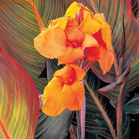Canna 'Tropicanna' 1 Canna 'Tropicanna'