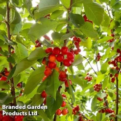 Cherry 'Sylvia' (Mini Fruit Tree) 9 Cherry 'Sylvia' (Mini Fruit Tree) -Deals Petal Via Store CHER T10442 C