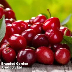 Cherry 'Sylvia' (Mini Fruit Tree) 10 Cherry 'Sylvia' (Mini Fruit Tree) -Deals Petal Via Store CHER T10442 D