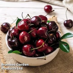 Cherry 'Sylvia' (Mini Fruit Tree) 11 Cherry 'Sylvia' (Mini Fruit Tree) -Deals Petal Via Store CHER T10442 E